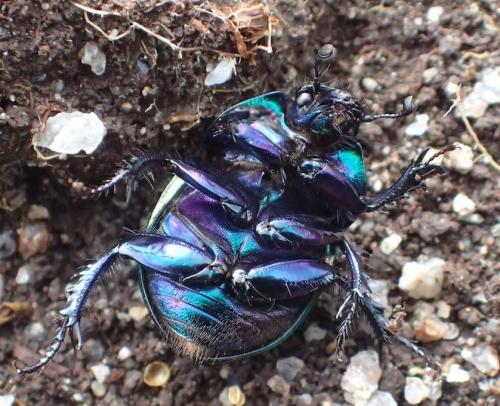 Réf. 228 859 : Trypocopris pyrenaeus